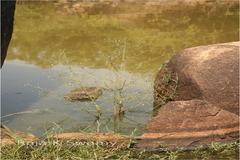Aeschynomene indica